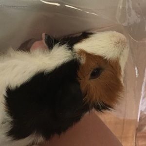 Meet your Posher, Elena